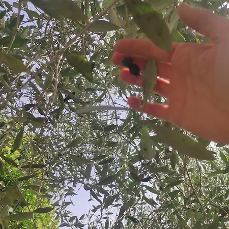 Casa Del Gelsomino * Santa Fiora